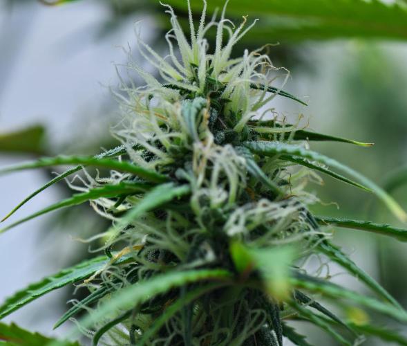 Cinderella | Fastbuds. Week 8 - Day 51