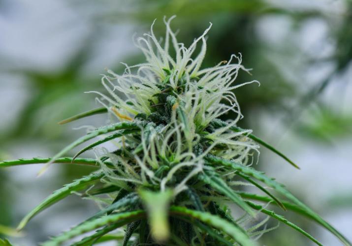 Cinderella | Fastbuds. Week 8 - Day 51