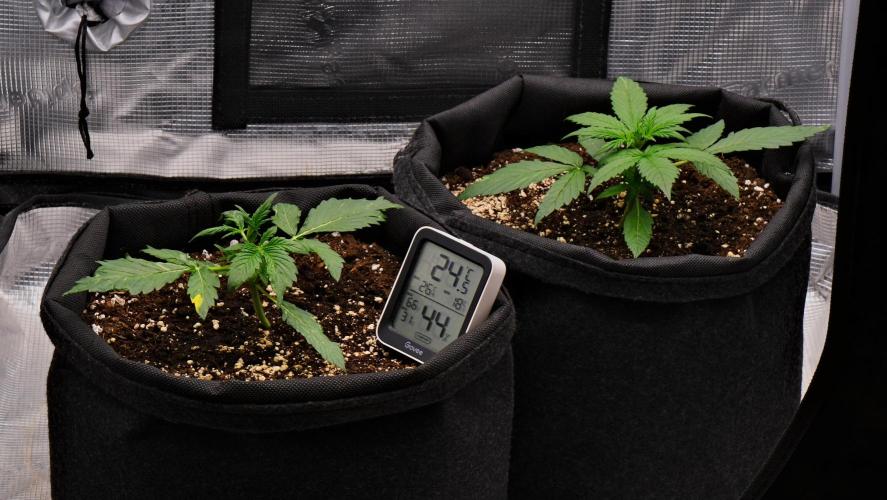 Sticky Broccoli | Eternity Grow Cup. Week 3 - Day 18