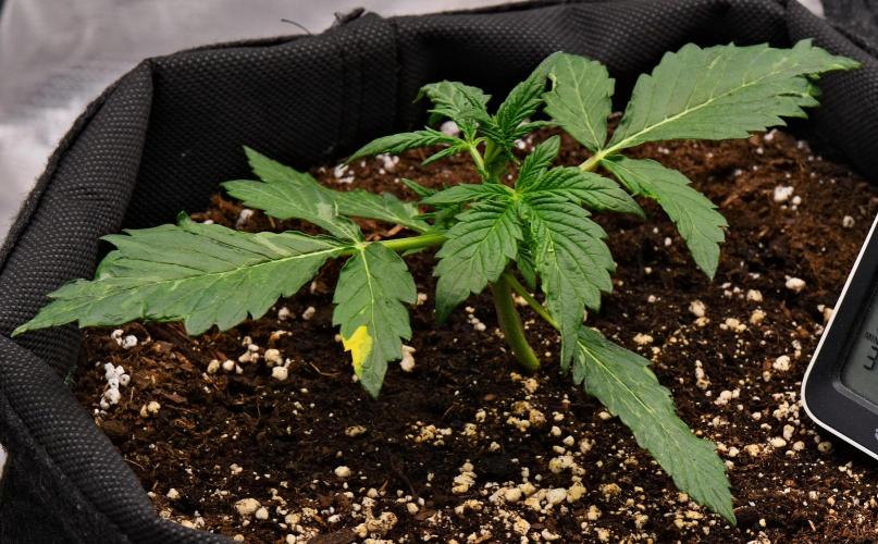 Sticky Broccoli | Eternity Grow Cup. Week 3 - Day 18 Broccoli #1