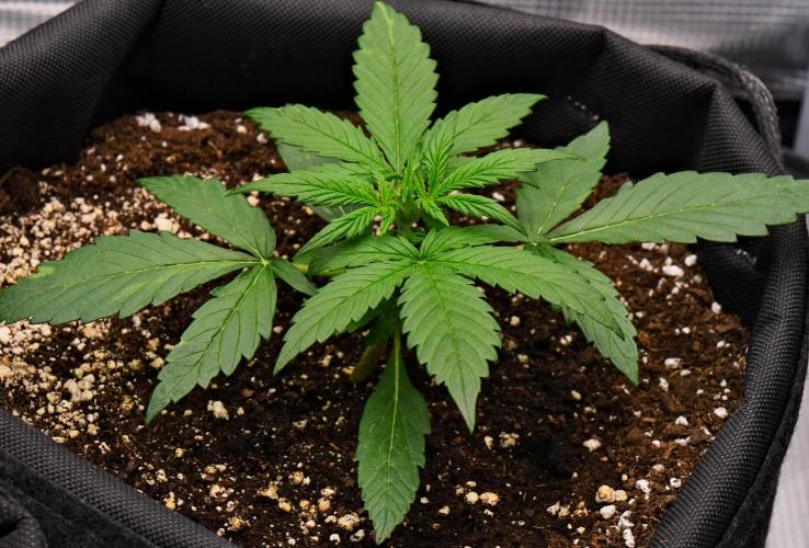 Sticky Broccoli | Eternity Grow Cup. Week 3 - Day 18 Broccoli #2