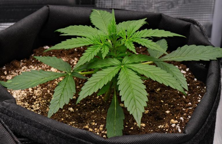 Sticky Broccoli | Eternity Grow Cup. Week 3 - Day 20 Broccoli #2