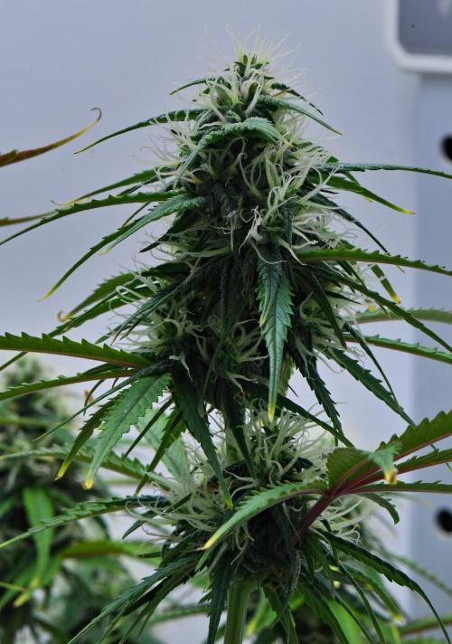 Cinderella | Fastbuds. Week 8 - Day 53