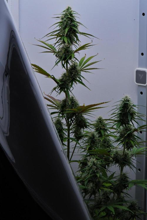 Cinderella | Fastbuds. Week 8 - Day 53