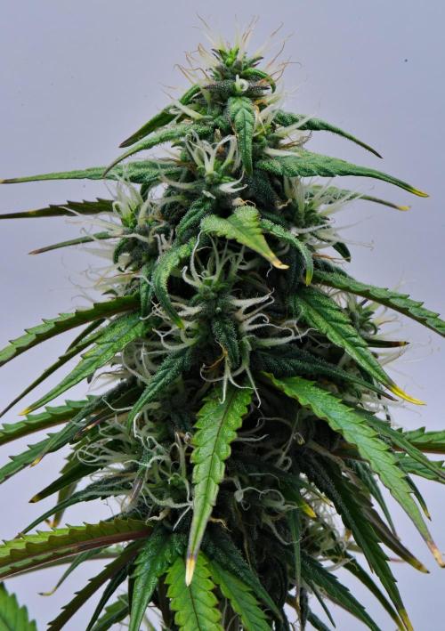 Cinderella | Fastbuds. Week 8 - Day 53