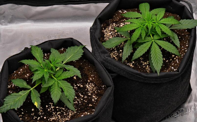 Sticky Broccoli | Eternity Grow Cup. Week 3 - Day 21