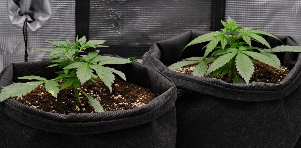 Sticky Broccoli | Eternity Grow Cup. Week 3 - Day 21