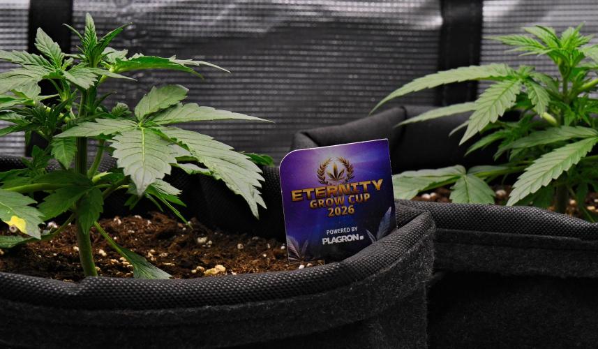 Sticky Broccoli | Eternity Grow Cup. Week 4 - Day 22