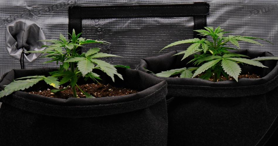 Sticky Broccoli | Eternity Grow Cup. Week 4 - Day 22