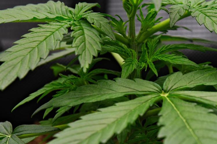 Sticky Broccoli | Eternity Grow Cup. Week 4 - Day 22 Broccoli #2