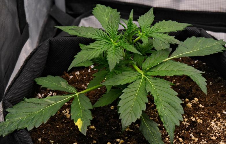 Sticky Broccoli | Eternity Grow Cup. Week 4 - Day 22 Broccoli #1