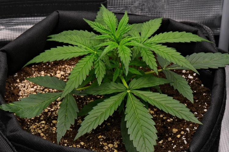 Sticky Broccoli | Eternity Grow Cup. Week 4 - Day 22 Broccoli #2