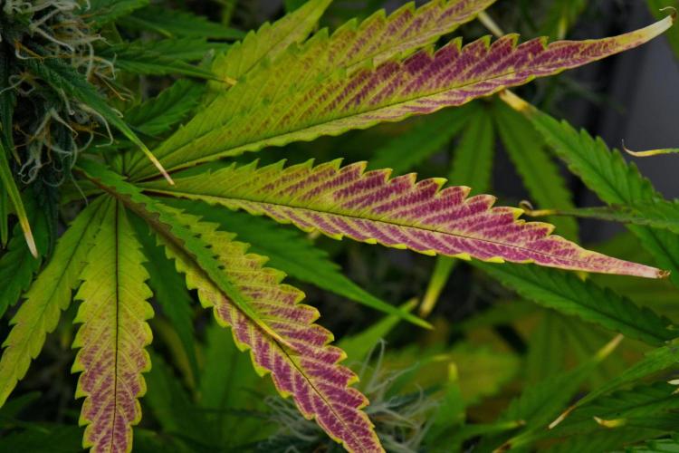 Cinderella | Fastbuds. Week 8 - Day 55