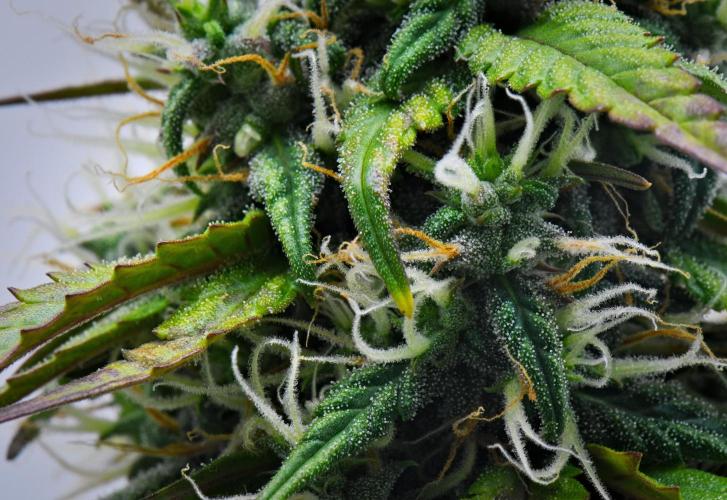 Cinderella | Fastbuds. Week 8 - Day 55