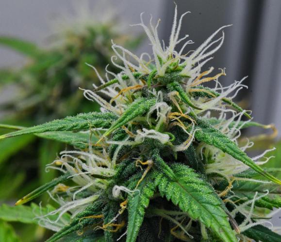 Cinderella | Fastbuds. Week 8 - Day 55