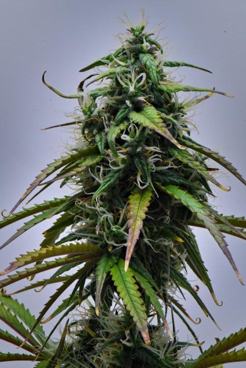 Cinderella | Fastbuds. Week 8 - Day 55