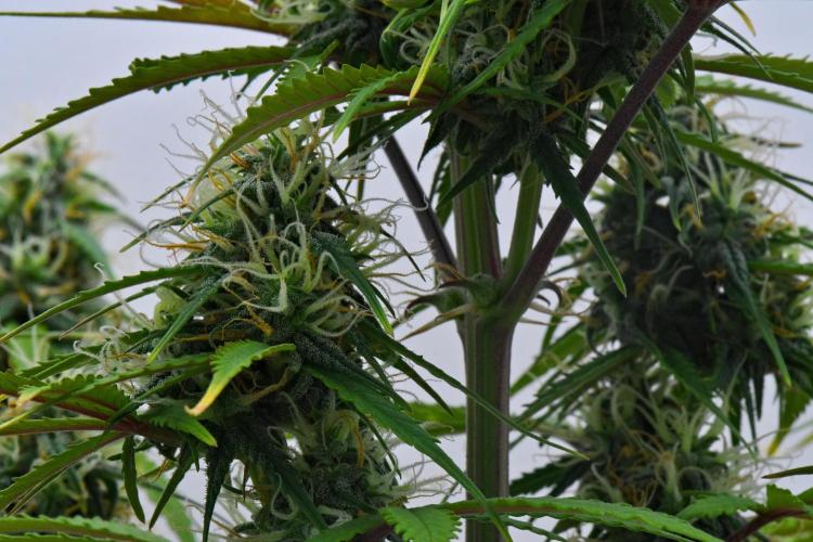 Cinderella | Fastbuds. Week 8 - Day 55