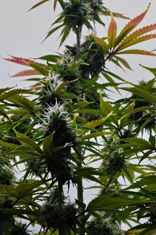 Cinderella | Fastbuds. Week 9 - Day 57