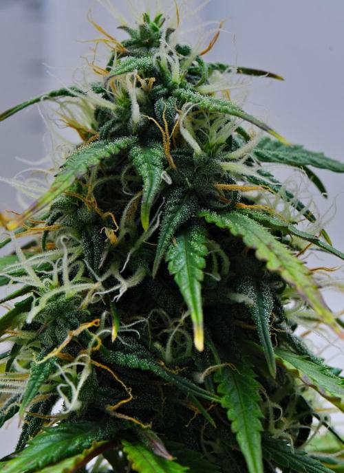 Cinderella | Fastbuds. Week 9 - Day 57