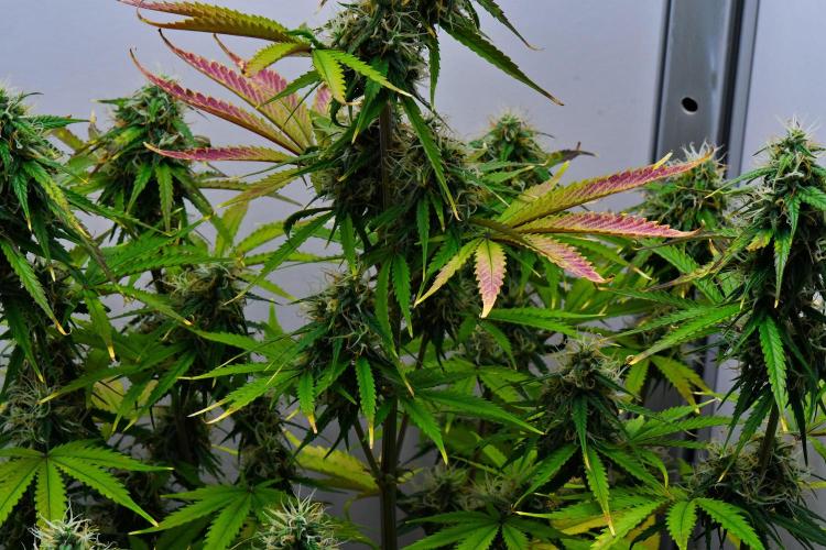 Cinderella | Fastbuds. Week 9 - Day 57