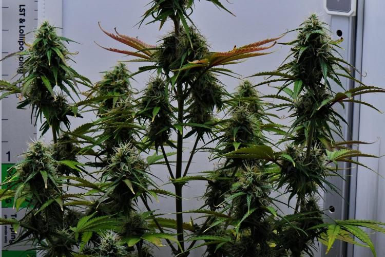 Cinderella | Fastbuds. Week 9 - Day 57