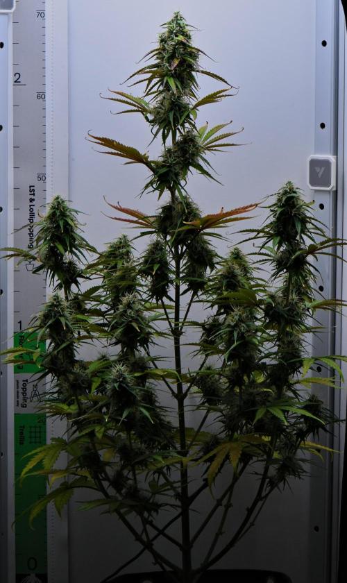 Cinderella | Fastbuds. Week 9 - Day 57