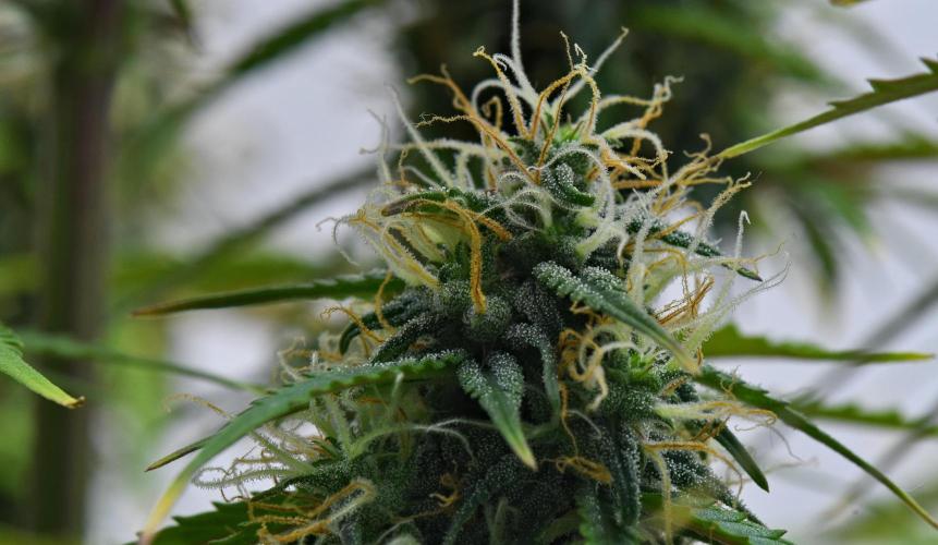 Cinderella | Fastbuds. Week 9 - Day 57