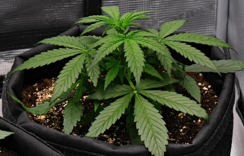 Sticky Broccoli | Eternity Grow Cup. Week 4 - Day 24 Broccoli #2