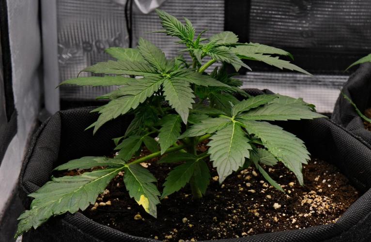 Sticky Broccoli | Eternity Grow Cup. Week 4 - Day 24 Broccoli #1