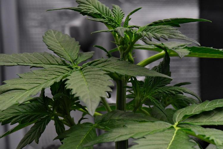 Sticky Broccoli | Eternity Grow Cup. Week 4 - Day 24 Broccoli #1