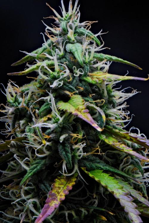 Cinderella | Fastbuds. Week 9 - Day 57