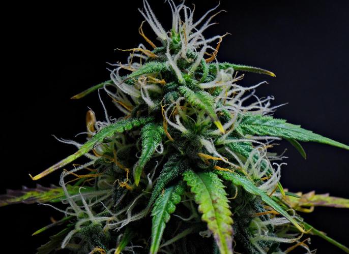 Cinderella | Fastbuds. Week 9 - Day 57