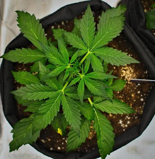 Sticky Broccoli | Eternity Grow Cup. Week 4 - Day 25 Broccoli #1