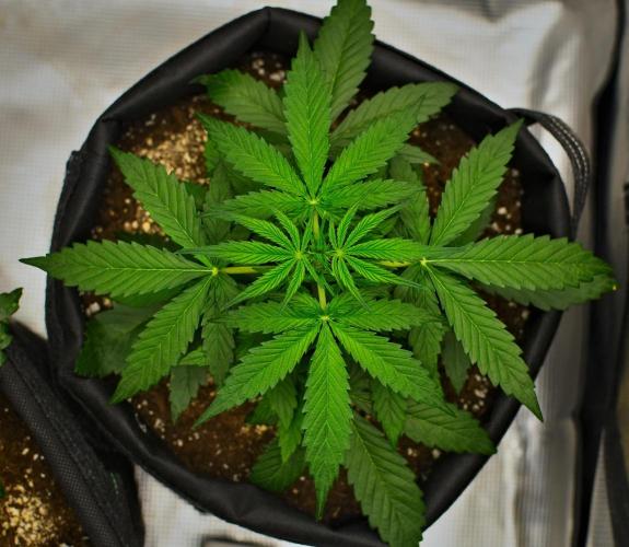 Sticky Broccoli | Eternity Grow Cup. Week 4 - Day 25 Broccoli #2