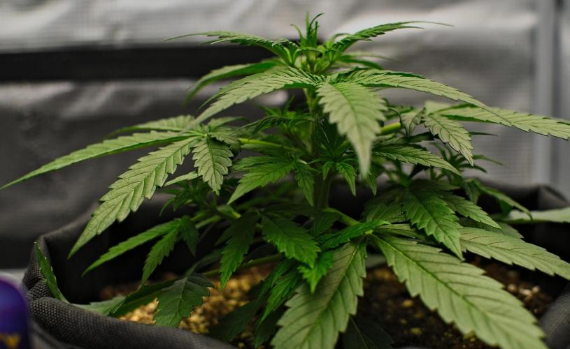 Sticky Broccoli | Eternity Grow Cup. Week 4 - Day 25 Broccoli #2