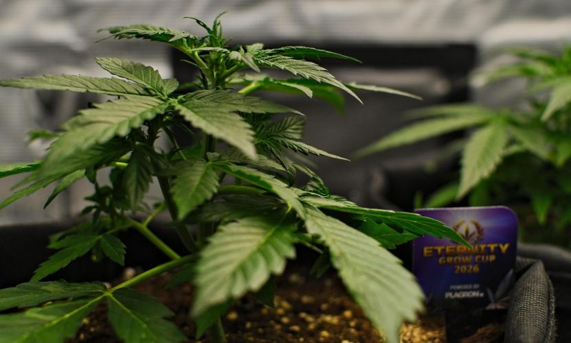 Sticky Broccoli | Eternity Grow Cup. Week 4 - Day 25 Broccoli #1