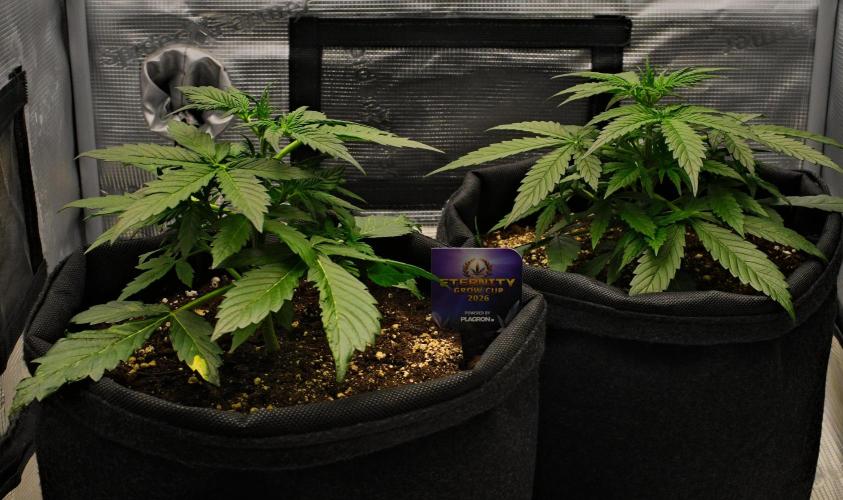 Sticky Broccoli | Eternity Grow Cup. Week 4 - Day 25