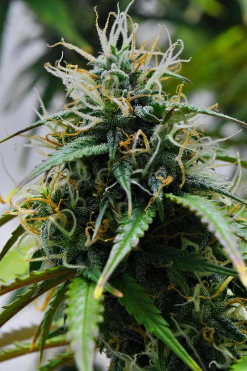 Cinderella | Fastbuds. Week 9 - Day 59