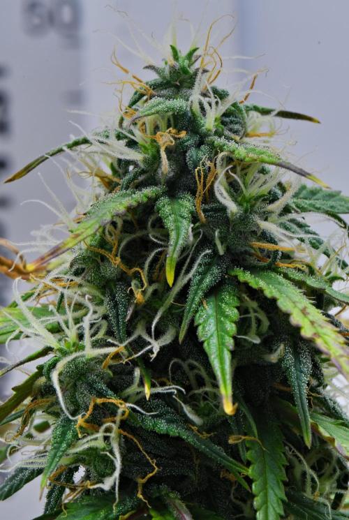 Cinderella | Fastbuds. Week 9 - Day 59