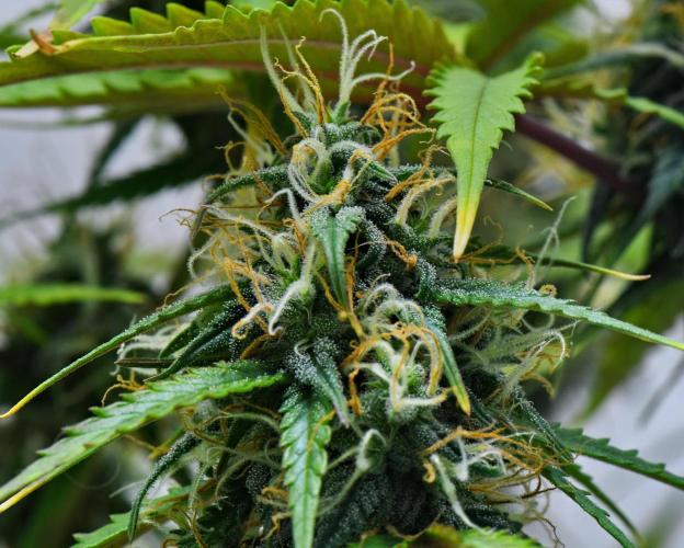 Cinderella | Fastbuds. Week 9 - Day 59