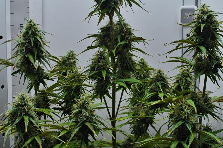 Cinderella | Fastbuds. Week 9 - Day 59