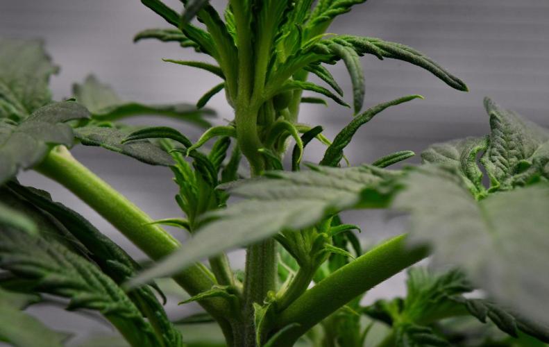 Sticky Broccoli | Eternity Grow Cup. Week 4 - Day 28 Broccoli #1