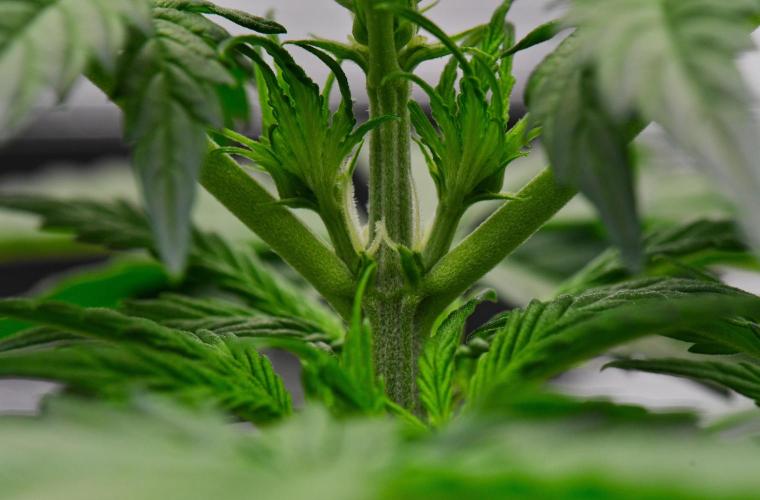 Sticky Broccoli | Eternity Grow Cup. Week 4 - Day 28 Broccoli #2