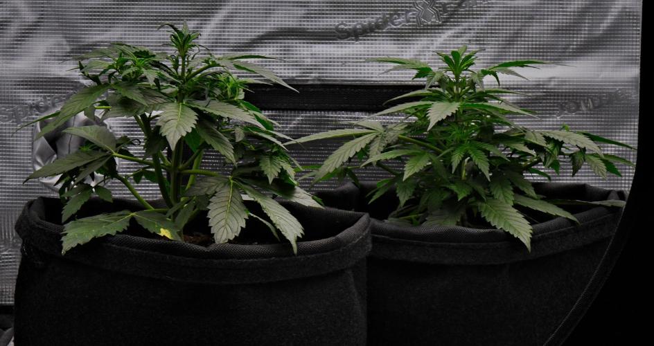 Sticky Broccoli | Eternity Grow Cup. Week 4 - Day 28