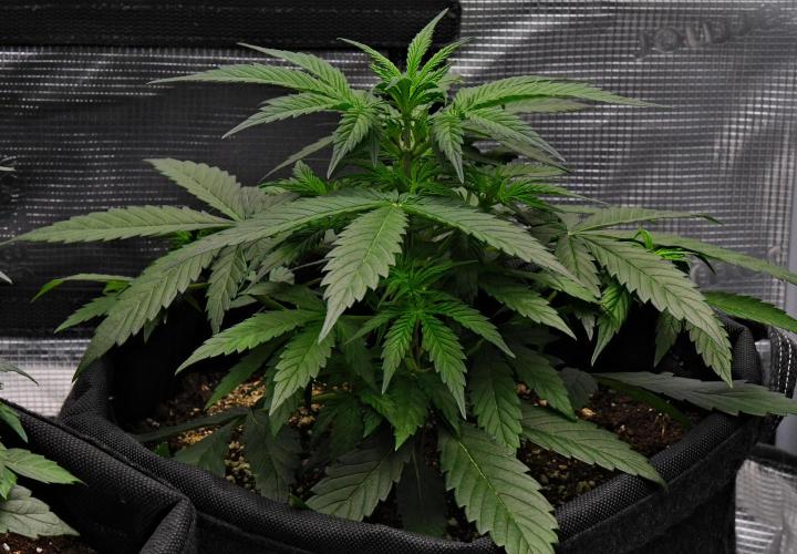 Sticky Broccoli | Eternity Grow Cup. Week 4 - Day 28 Broccoli #2