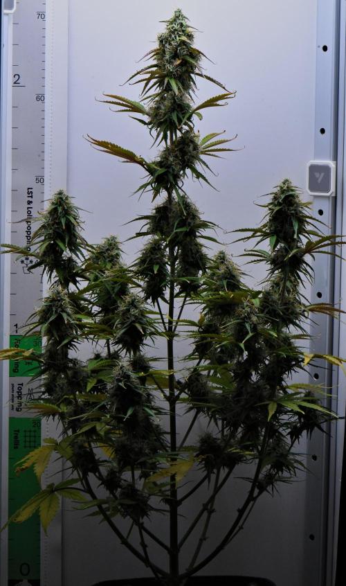 Cinderella | Fastbuds. Week 9 - Day 61