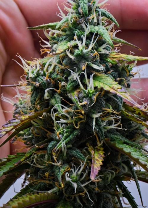 Cinderella | Fastbuds. Week 9 - Day 61