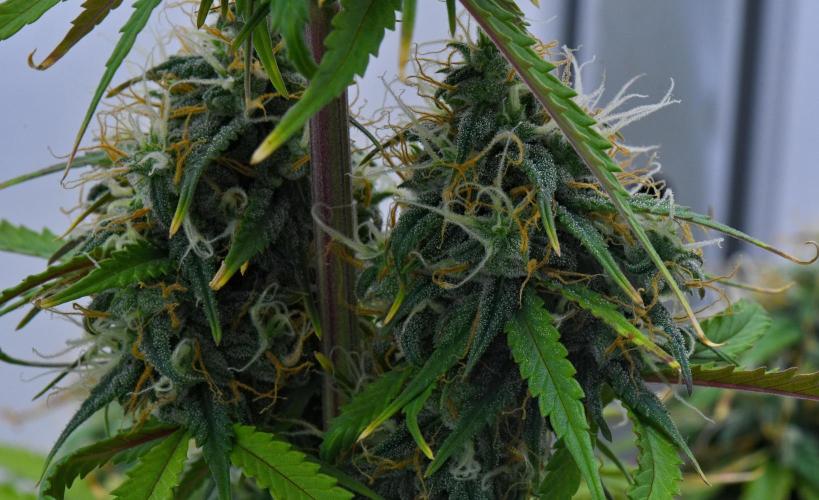 Cinderella | Fastbuds. Week 9 - Day 61