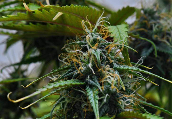 Cinderella | Fastbuds. Week 9 - Day 61