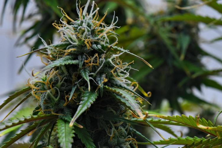 Cinderella | Fastbuds. Week 9 - Day 61